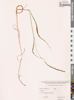 MAG 0008953