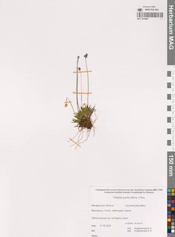 MAG 0016084
