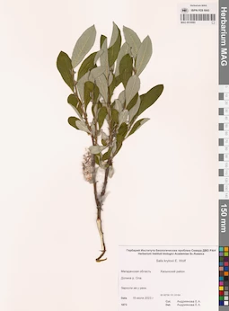 MAG 0016085