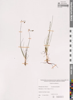 MAG 0016095