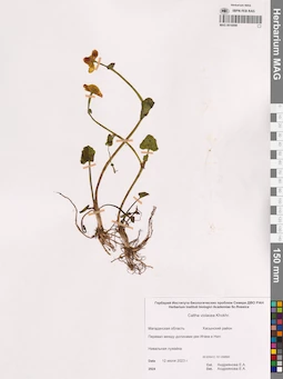 MAG 0016098