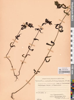 MAG 0011209