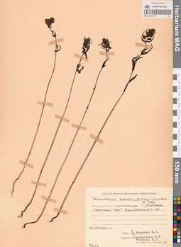 MAG 0011219