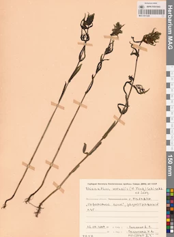MAG 0011220