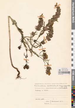 MAG 0011225