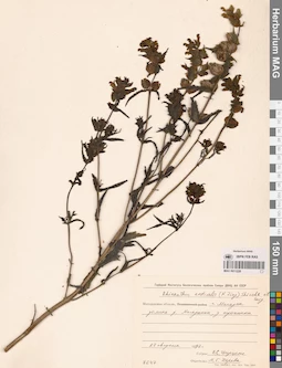 MAG 0011228