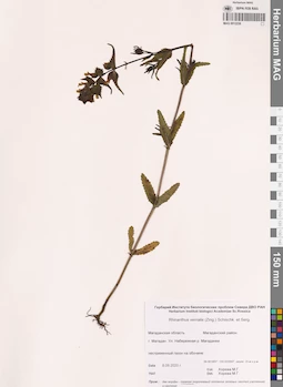MAG 0012236