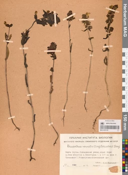 MAG 0016102