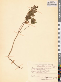 MAG 0016103