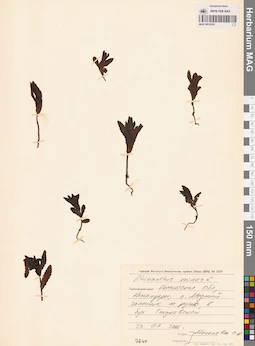 MAG 0016105