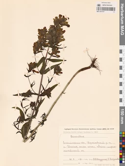 MAG 0016107