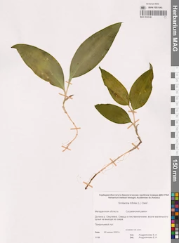 MAG 0016140
