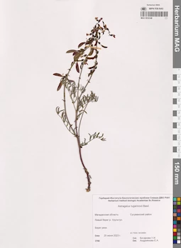 MAG 0016148