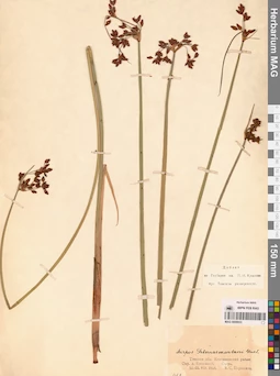 MAG 0008933