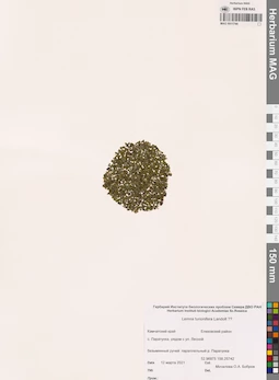 MAG 0011744