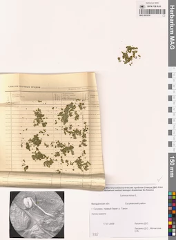 MAG 0003050