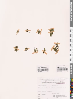 MAG 0003052