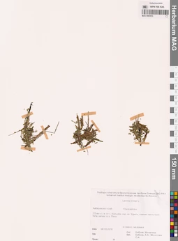 MAG 0003053