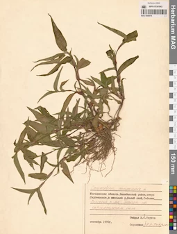 MAG 0008914