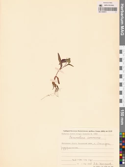 MAG 0008915