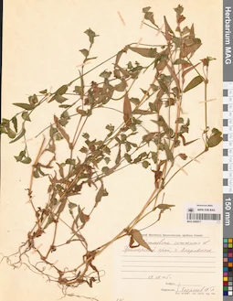 MAG 0008917