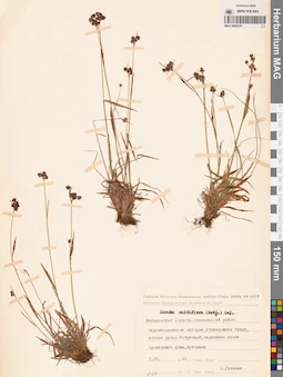 MAG 0009105