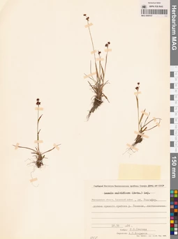 MAG 0009107