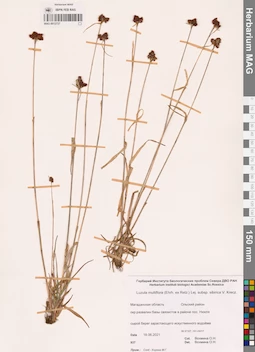 MAG 0012737