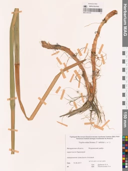 MAG 0016167