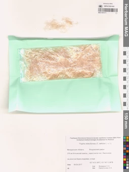 MAG 0016171
