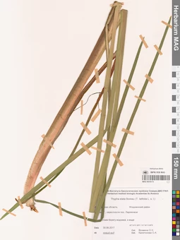 MAG 0016173