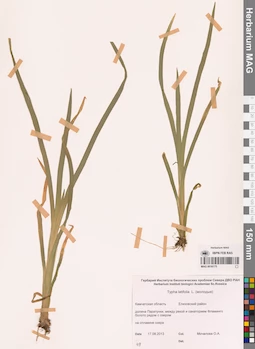MAG 0016175