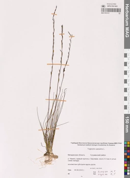MAG 0016121