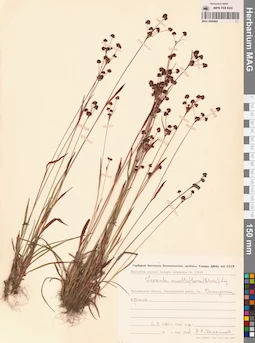 MAG 0009484