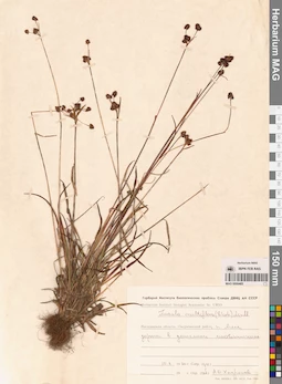 MAG 0009485