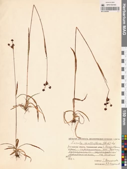 MAG 0009486