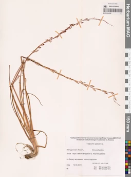 MAG 0004558