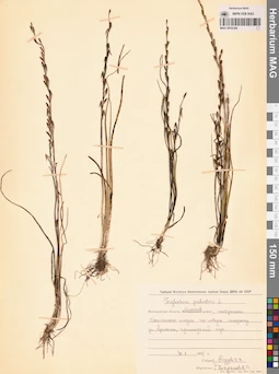 MAG 0016184