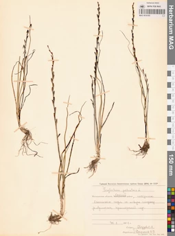 MAG 0016185