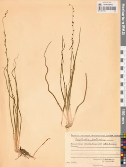 MAG 0016186