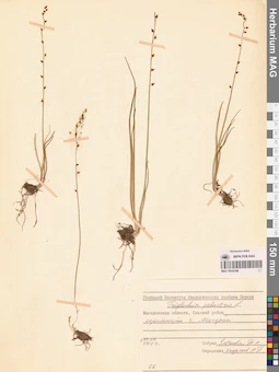 MAG 0016188