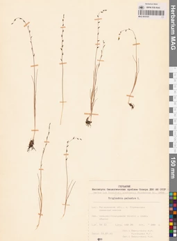 MAG 0016191