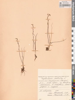 MAG 0016196