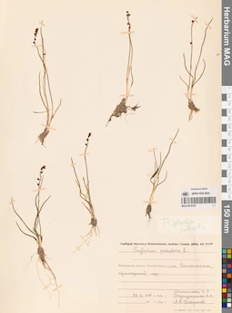 MAG 0016197