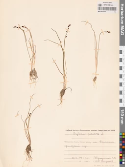 MAG 0016198