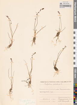 MAG 0016199