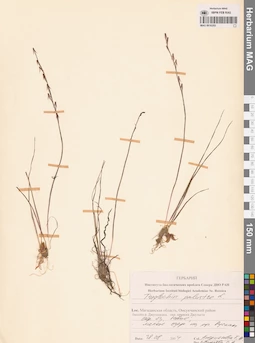 MAG 0016203