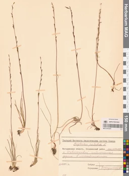MAG 0016205