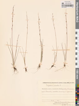 MAG 0016207