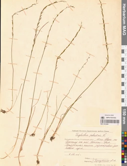 MAG 0016208